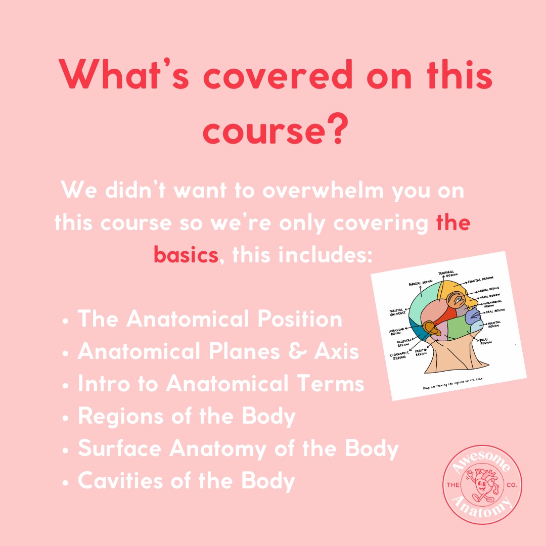 Introduction to Human Anatomy Online Course: The Basics – The ... Biology Diagrams