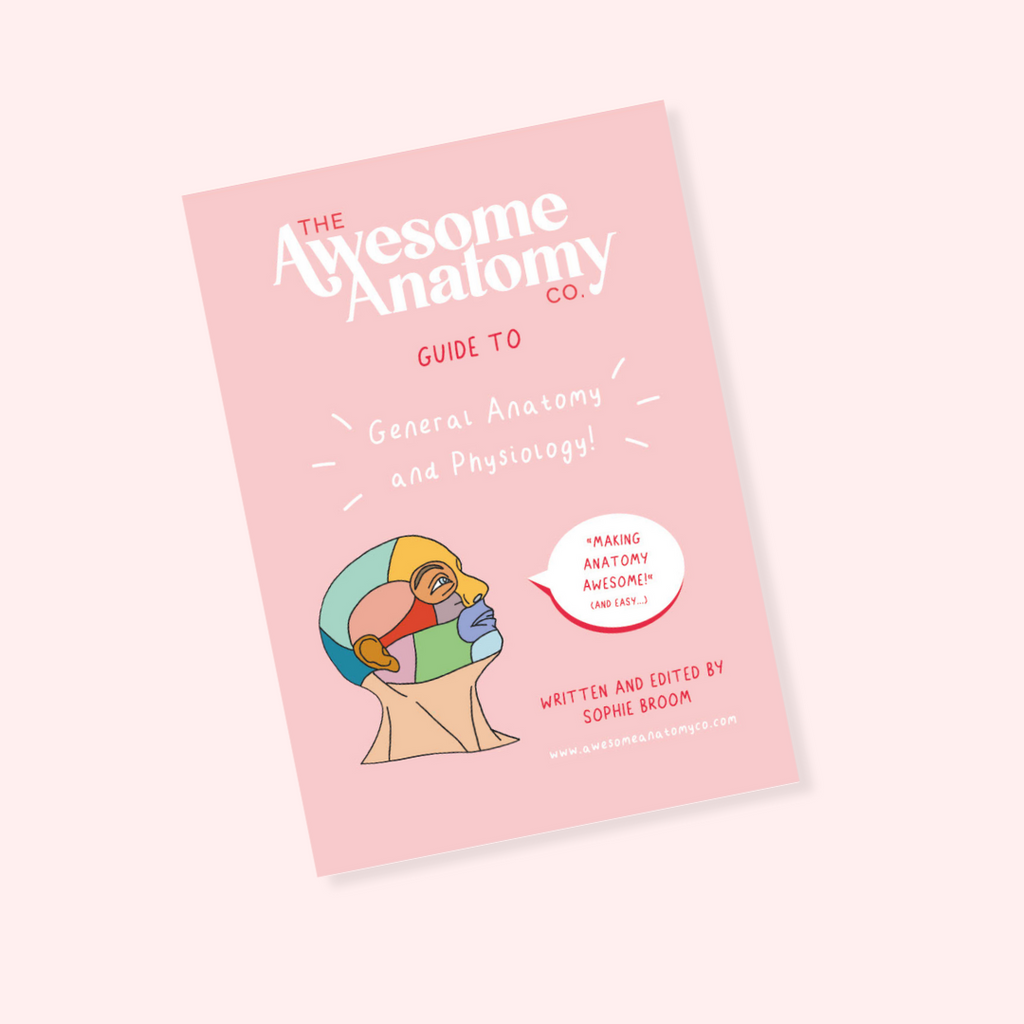 All Guides – The Awesome Anatomy Company