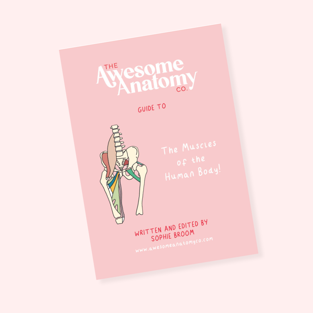 A5 Pocket Revision Guide To The Muscles Of The Human Body – The Awesome ...