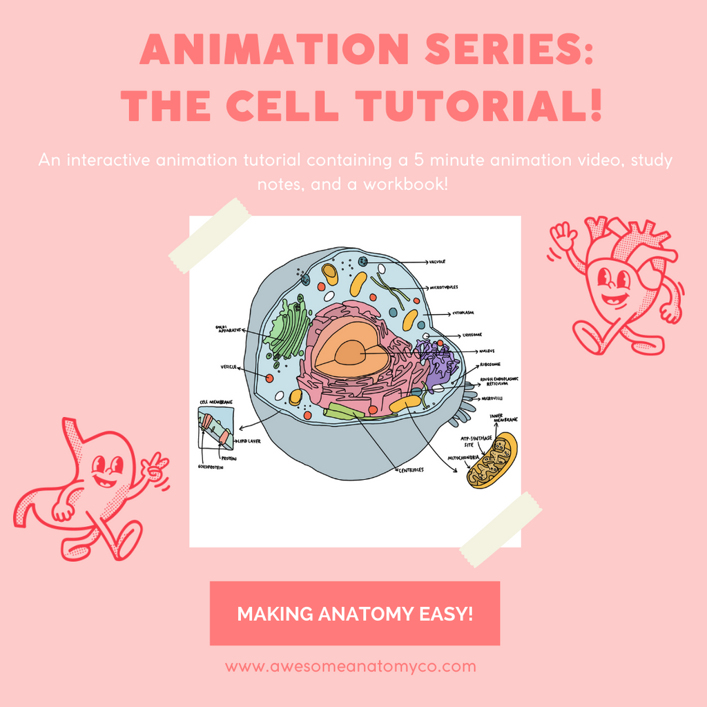 Normal Cell Animation NEW! Animation Series Package: The Cell – The Awesome Anatomy Company