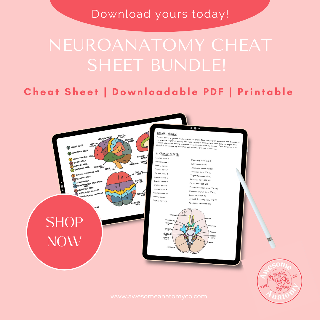 Neuro Body Chart.pdf NEW BUNDLE! PDF A4 Cheat Sheet Bundle Neuroanatomy Digital Download ...