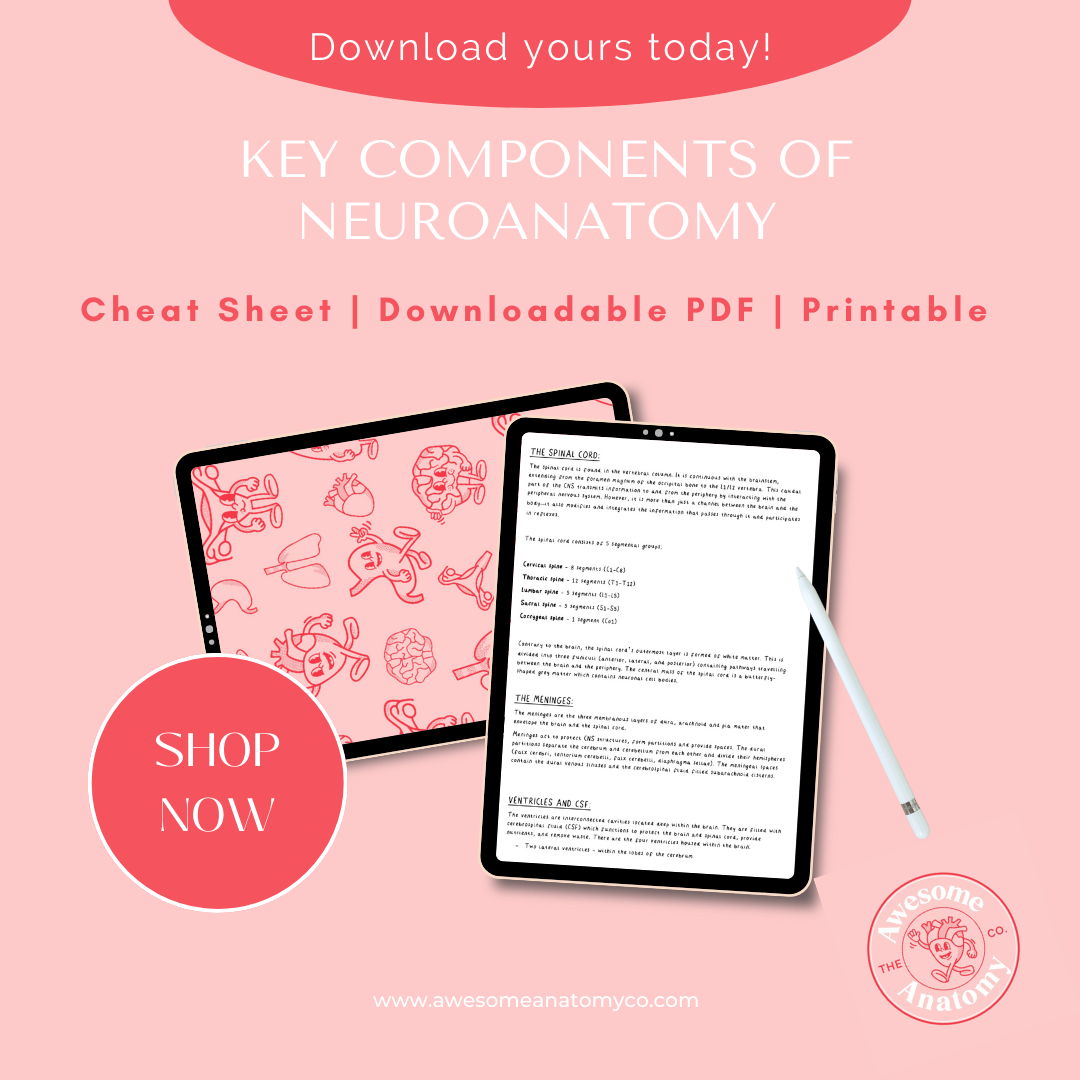 PDF A4 Cheat Sheet Key Components Of Neuroanatomy Digital Download ...
