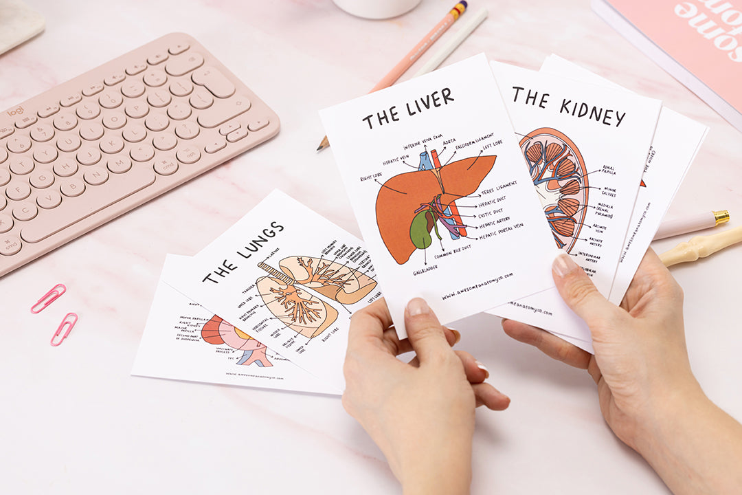 Free Anatomy Flash Cards free-anatomy-flash-cards