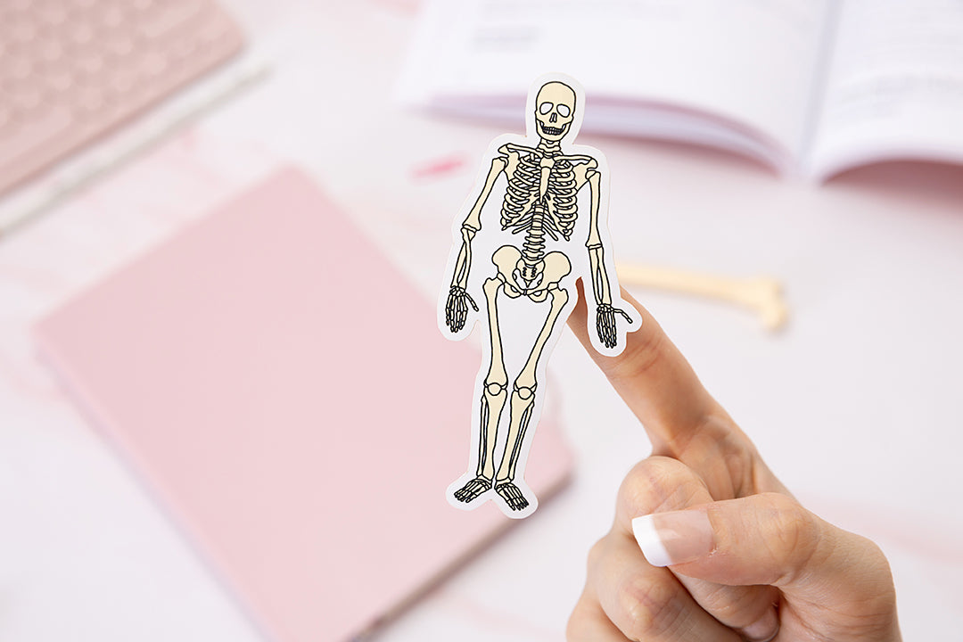 Skeleton Sticker Medical Skeleton Glossy Vinyl Sticker // Student, Physiotherapy, Medical, Anat ...