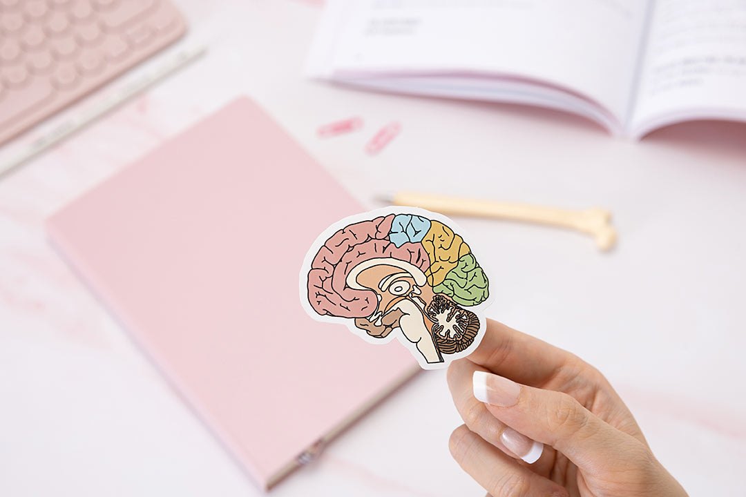 Anatomical Brain Glossy Sticker – The Awesome Anatomy Company