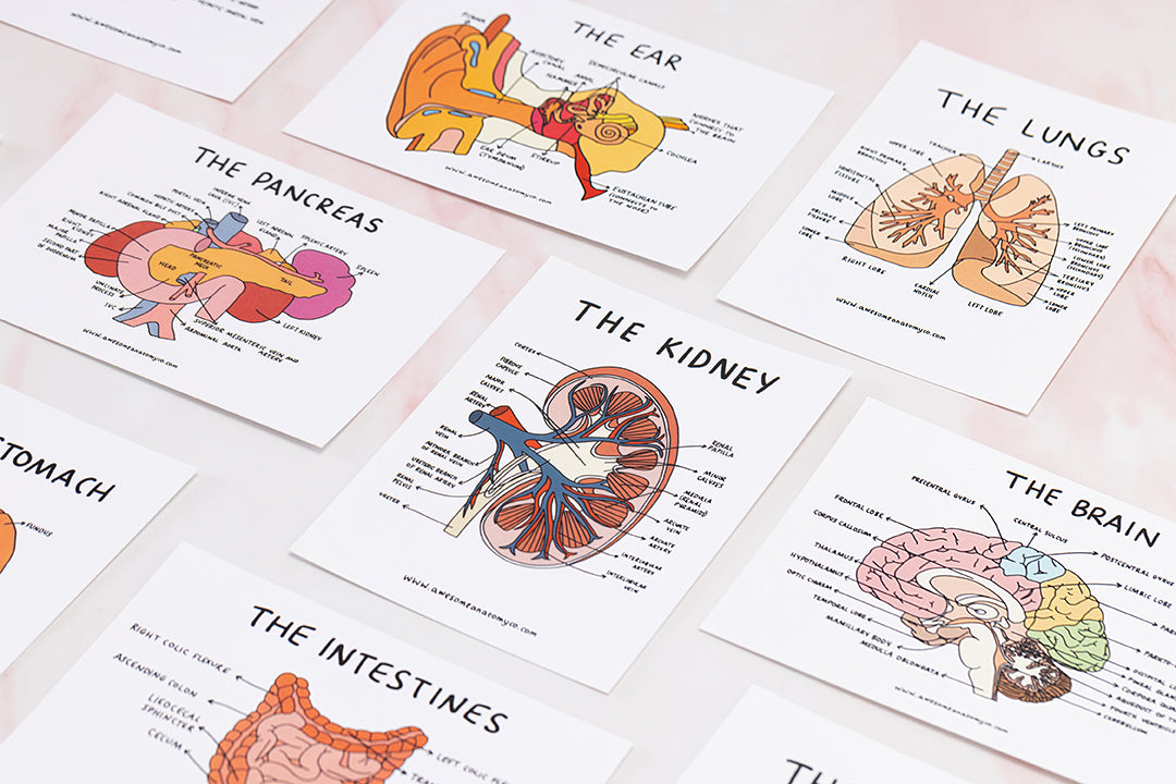 Free Anatomy Flash Cards