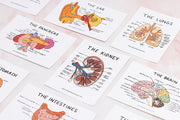Set Of Anatomical Organ Flashcards A6 Revision Set Student Anatomy Medical Student Biology A Level