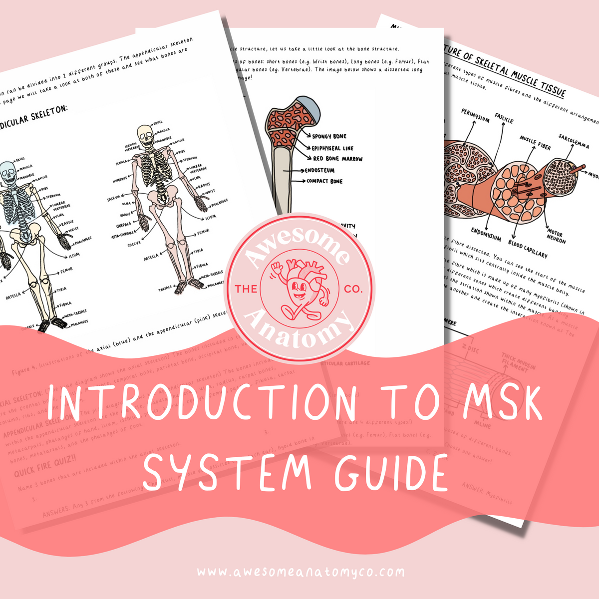 Introduction to the MSK System Guide – The Awesome Anatomy Company