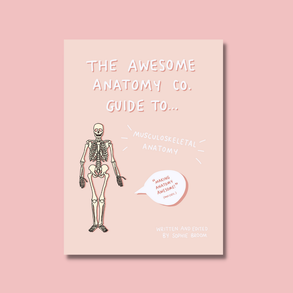 All Guides – The Awesome Anatomy Company